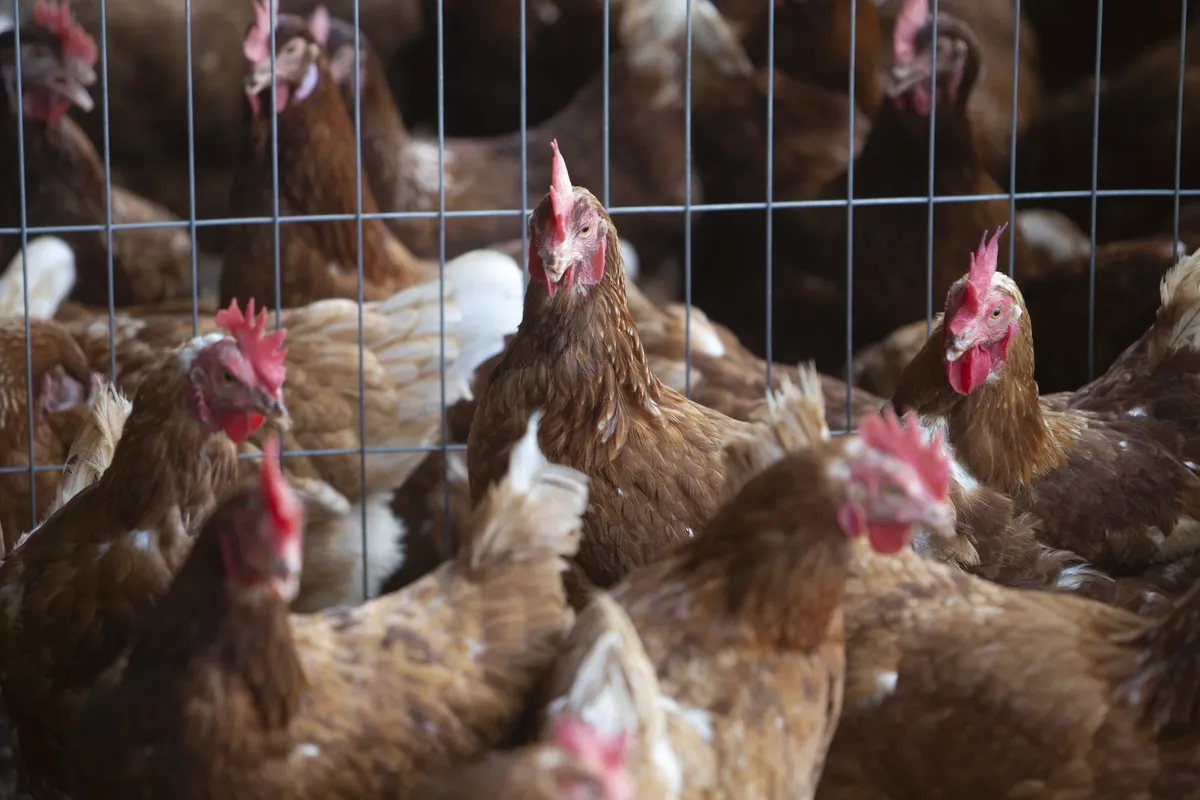 MGAP declara la emergencia sanitaria en todo el país tras confirmar un caso de gripe aviar H5 en aves de traspatio de Colonia
