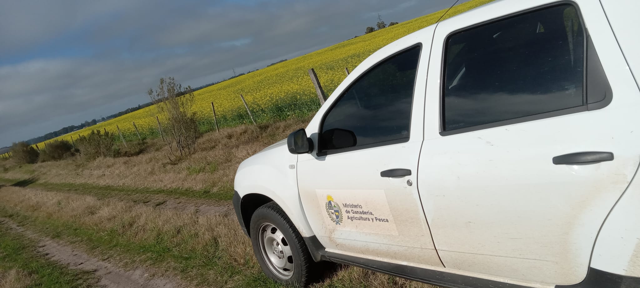 Comienza monitoreo de cultivos de colza, canola, carinata y camelina en chacras del país