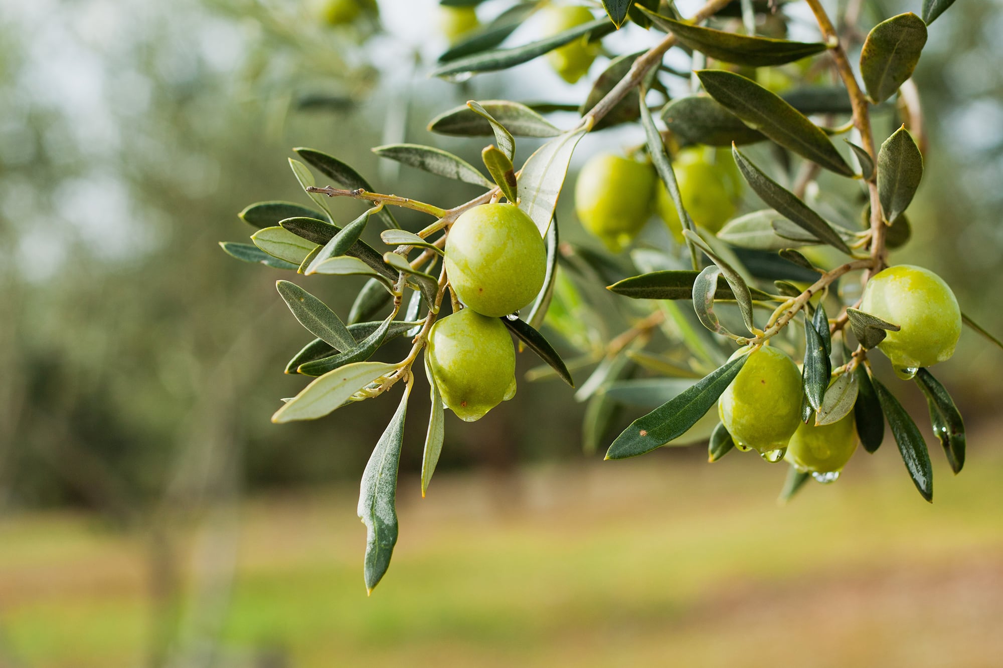 Nace la ruta del aceite de oliva en Buenos Aires: un nuevo circuito turístico entre campos y olivares