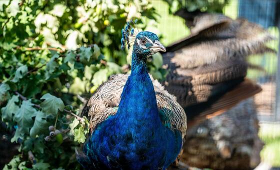 India regaló cinco pavos reales a la ONU en Ginebra para continuar una tradición anterior a la propia organización
