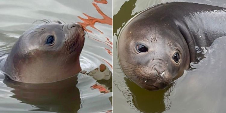 Francisca, la elefanta marina nacida en Piriápolis, reapareció en Punta del Este