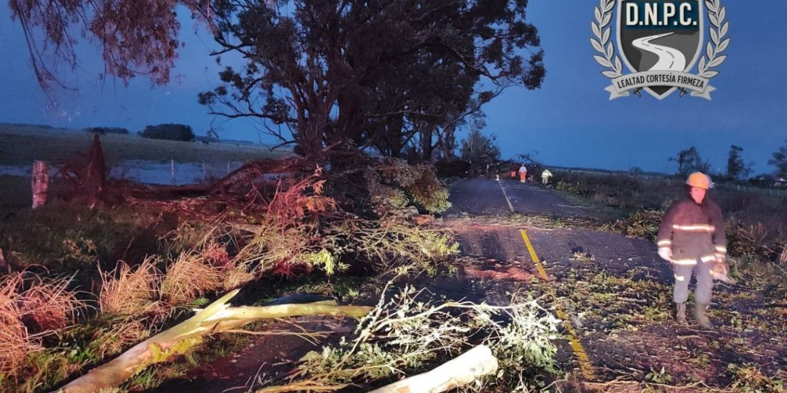 Un temporal derriba árboles y corta la circulación en la Ruta 17 en Treinta y Tres