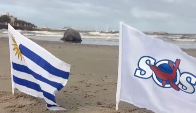 Francisca, la elefanta marina nacida en Piriápolis, habría regresado a su playa natal