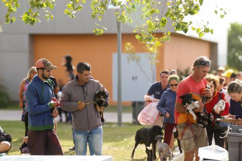 La Intendencia de Maldonado suma jornadas especiales de castración de gatos en agosto, además del servicio canino habitual