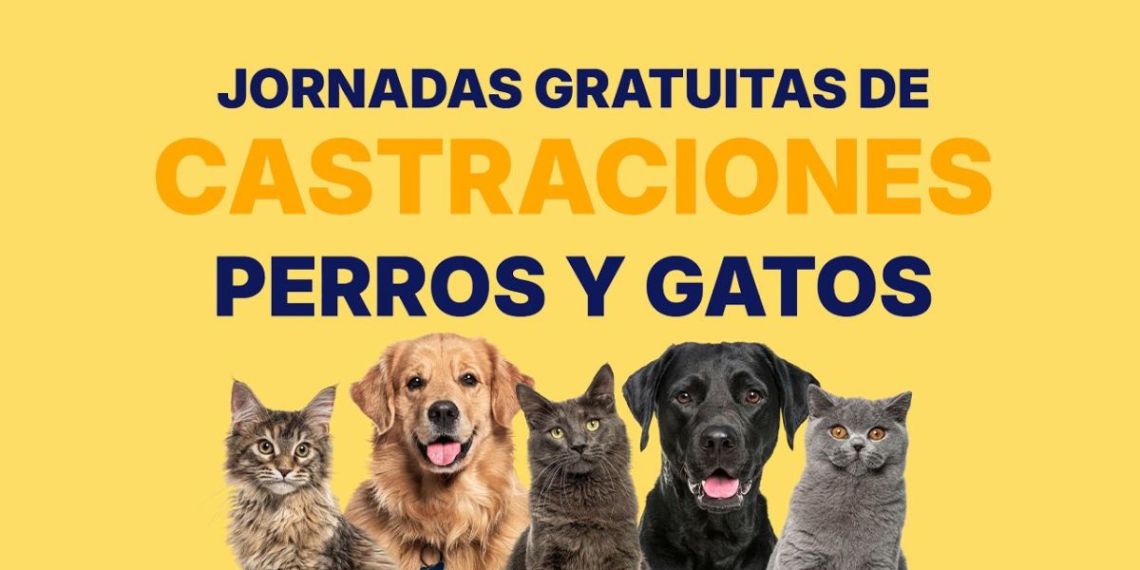 Intendencia de Maldonado difunde calendario de castraciones gratuitas para setiembre