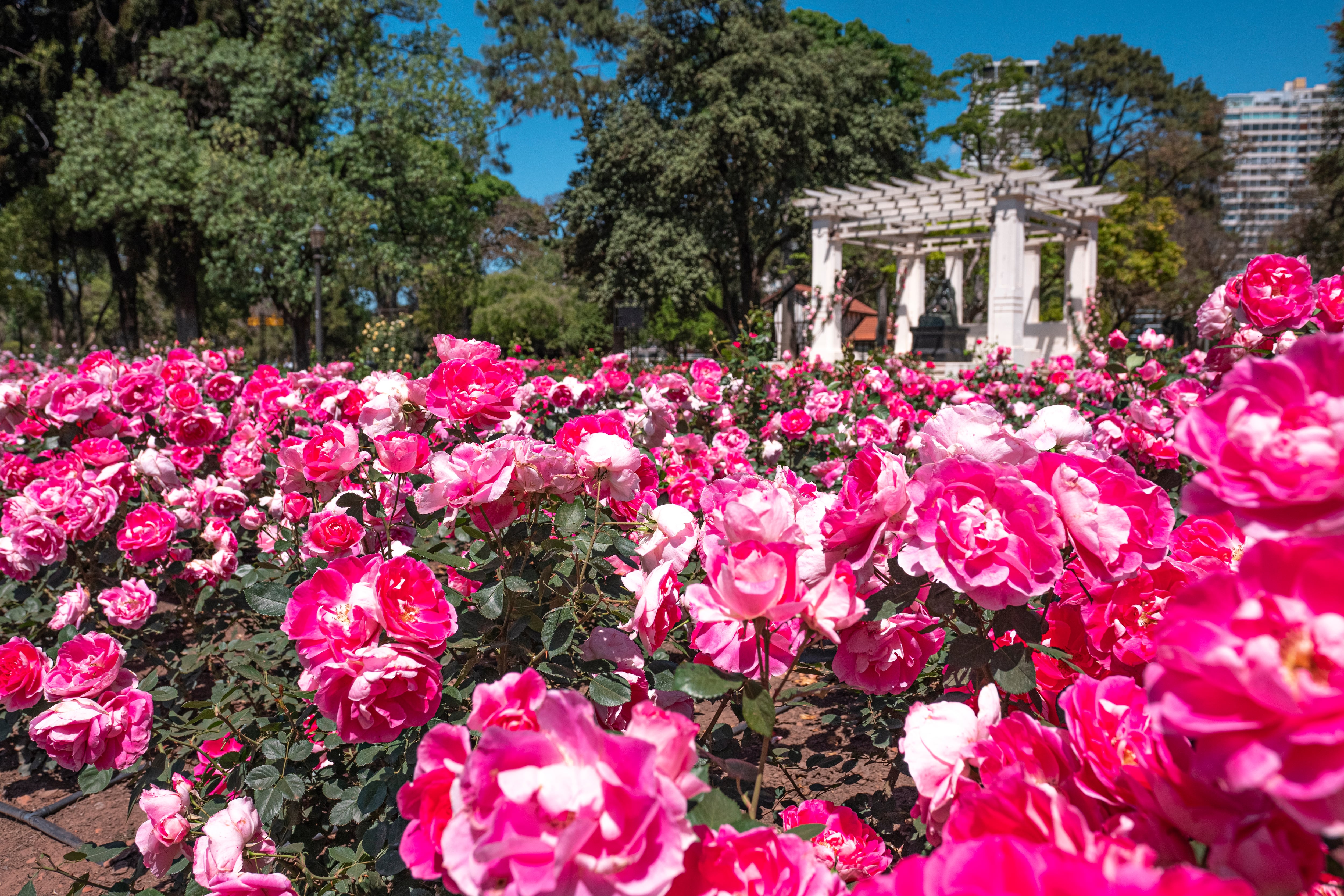La poda de rosas en Argentina: cuándo realizarla y los 6 pasos clave para una buena floración