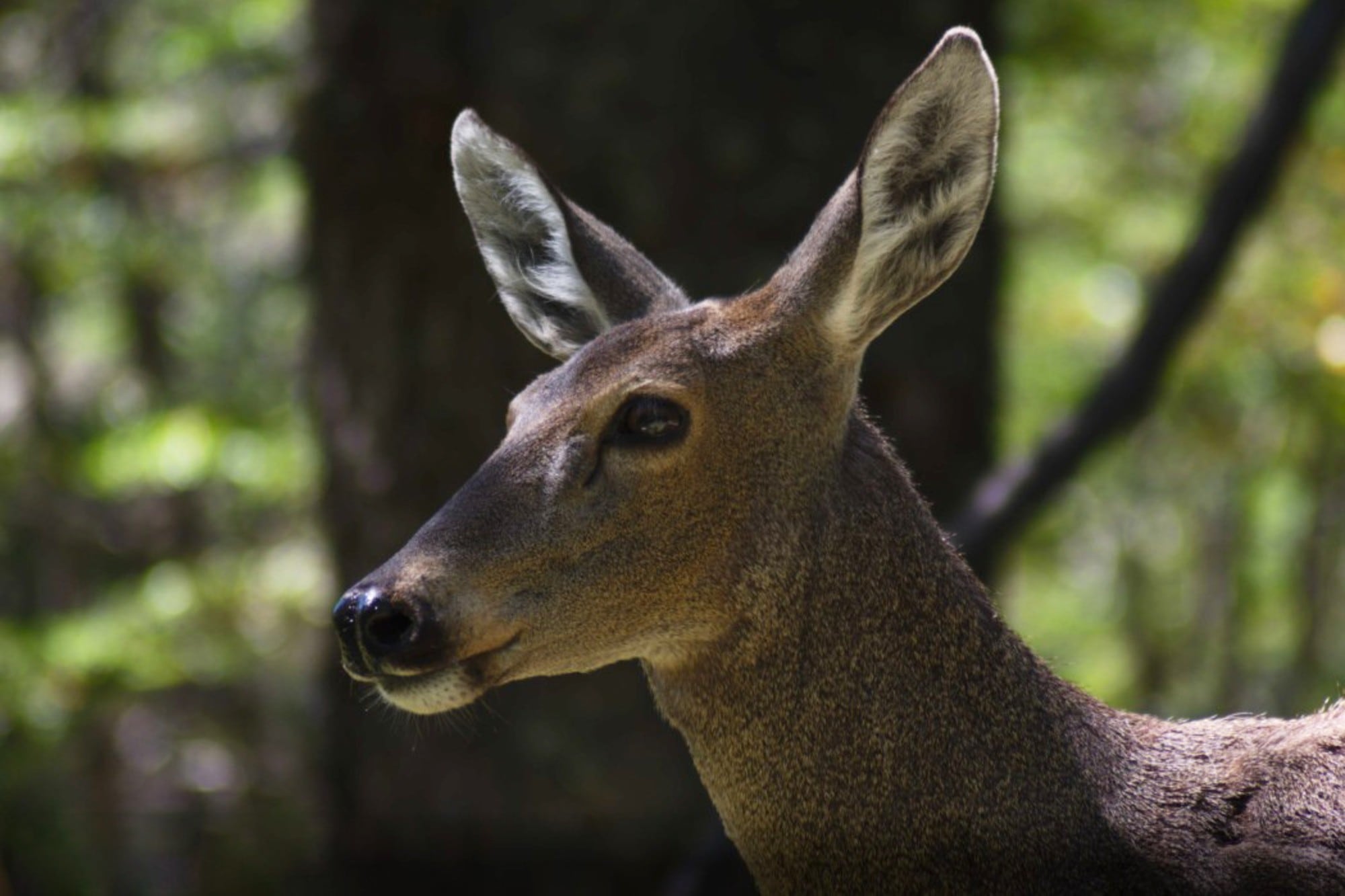 Drones con cámaras térmicas monitorean al huemul, especie en peligro de extinción en la Patagonia